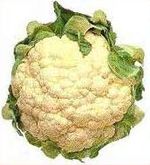 Cauliflower : Brassica oleracea var botrytis